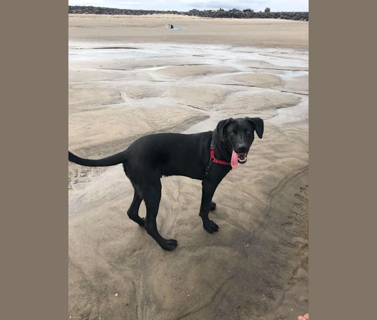 Embark Dog Dna Test Breed