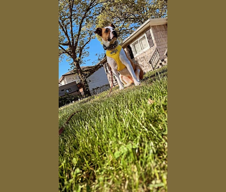 Photo of Tilly, a Perro de Presa Canario, American Pit Bull Terrier, Labrador Retriever, and Rottweiler mix in South Carolina, USA