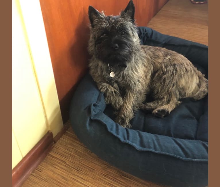Bristle, a Cairn Terrier tested with EmbarkVet.com