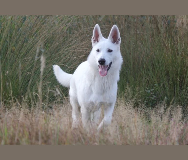 Photo of Moekie, a White Shepherd and Siberian Husky mix in Scherpenzeel, The Netherlands