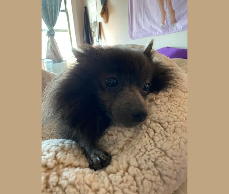 Bat Boy, a Pomeranian tested with EmbarkVet.com