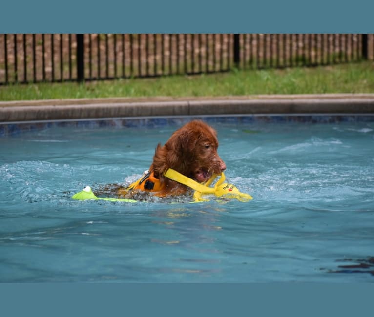 Ajax, a Nova Scotia Duck Tolling Retriever tested with EmbarkVet.com