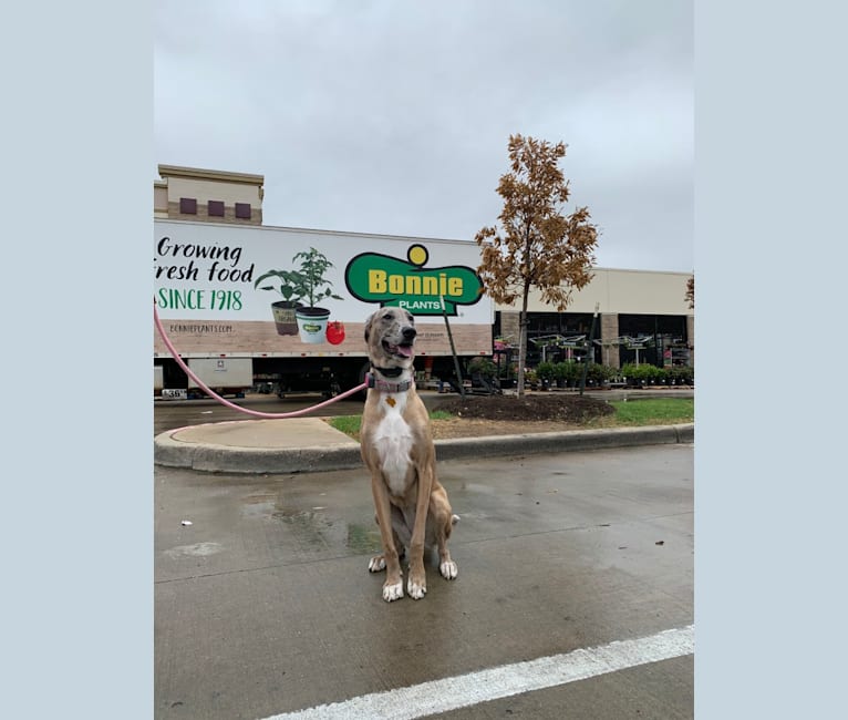 Bonnie, a Belgian Malinois and Great Dane mix tested with EmbarkVet.com