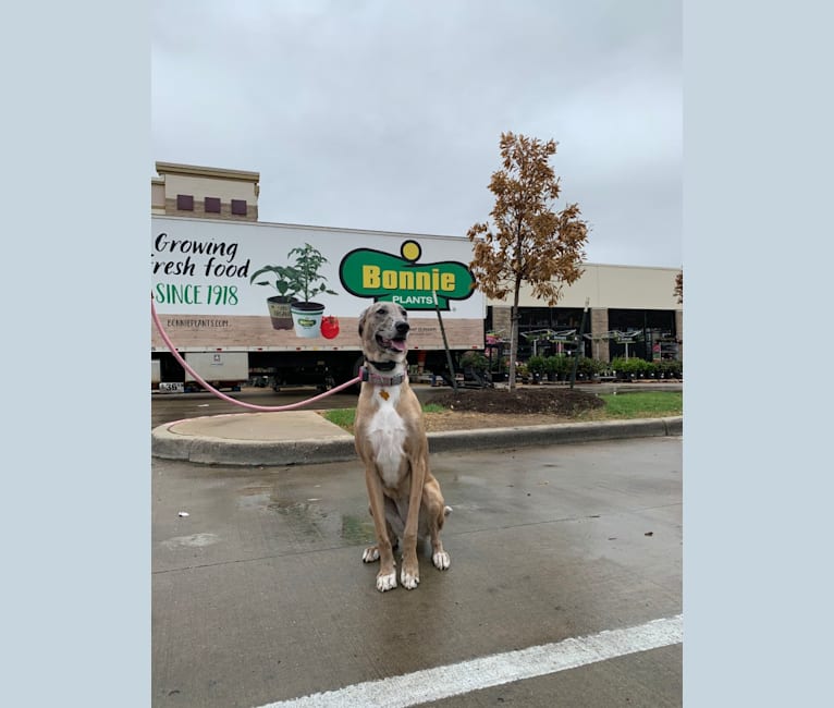 Malinois great dane mix sale