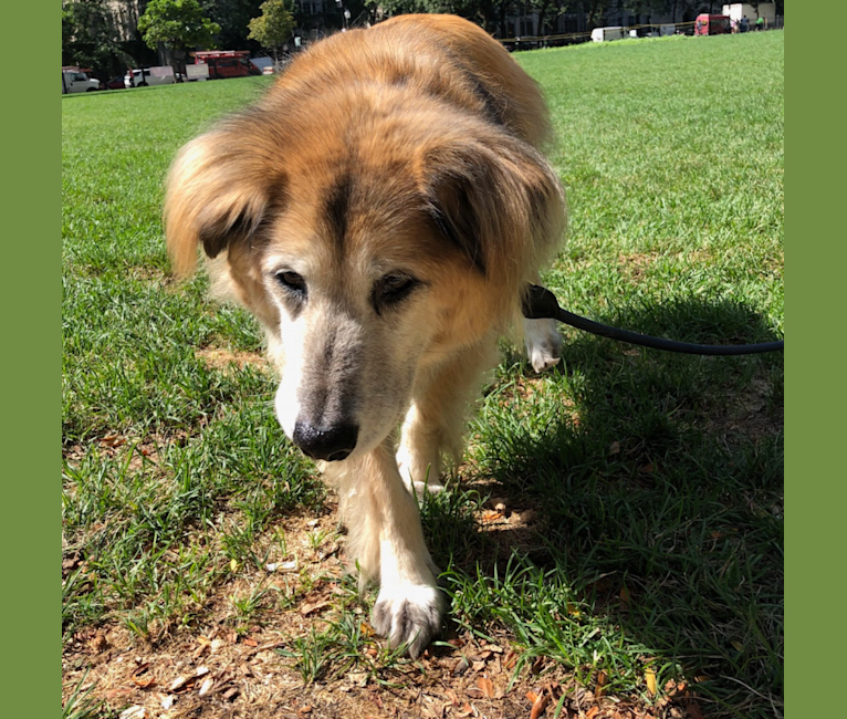 Embark Dog Dna Test Breed