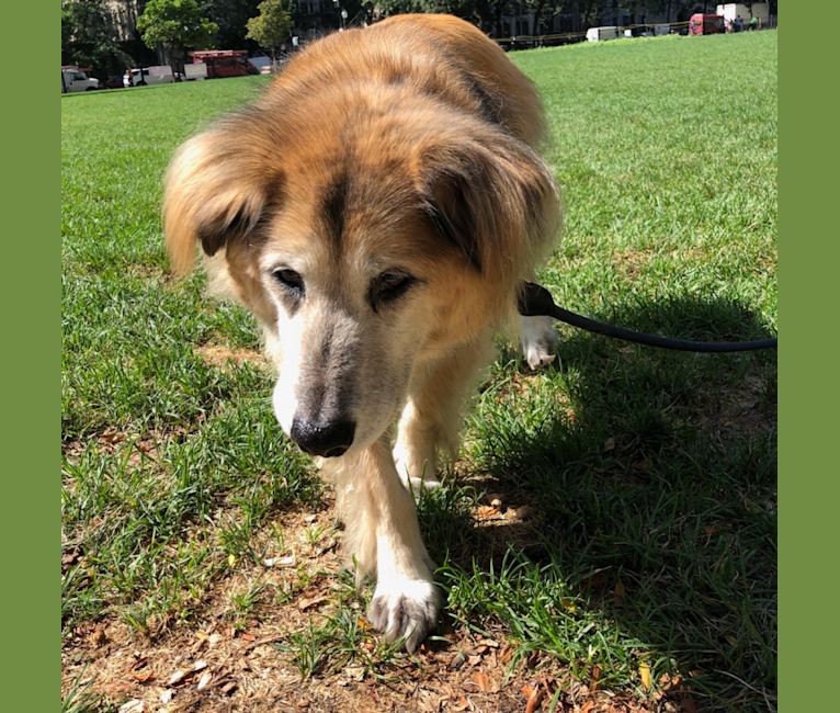 Max, a Shiba Inu and Golden Retriever mix tested with EmbarkVet.com