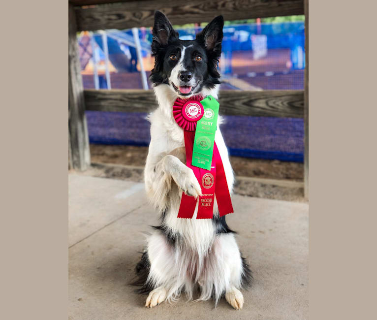 Photo of Zee, a Border Collie  in Michigan, USA