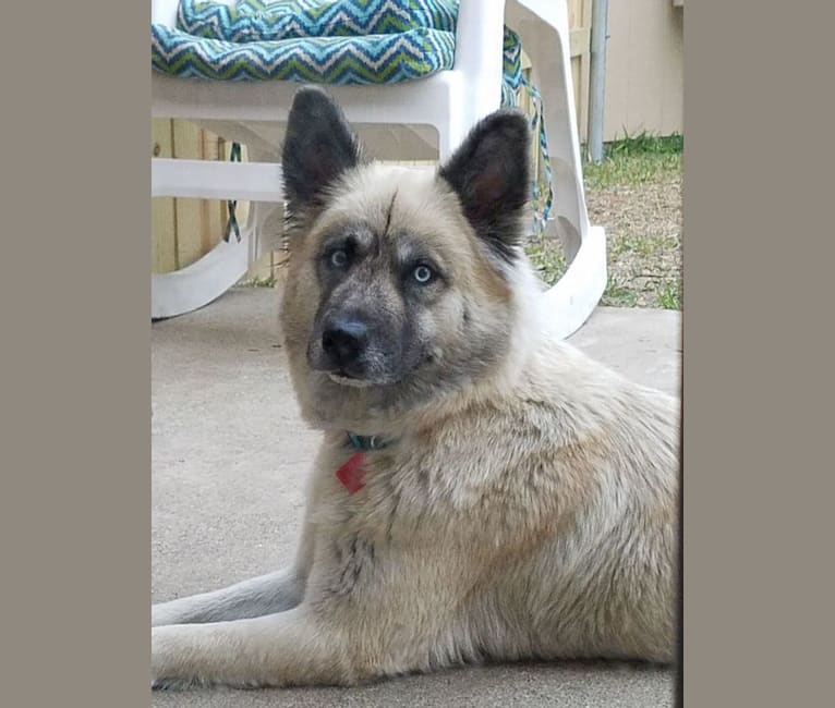 Shetta, a Siberian Husky and Australian Shepherd mix tested with EmbarkVet.com