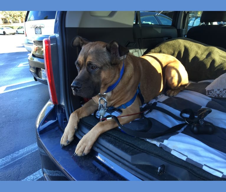 Jax, an American Pit Bull Terrier and Chow Chow mix tested with EmbarkVet.com