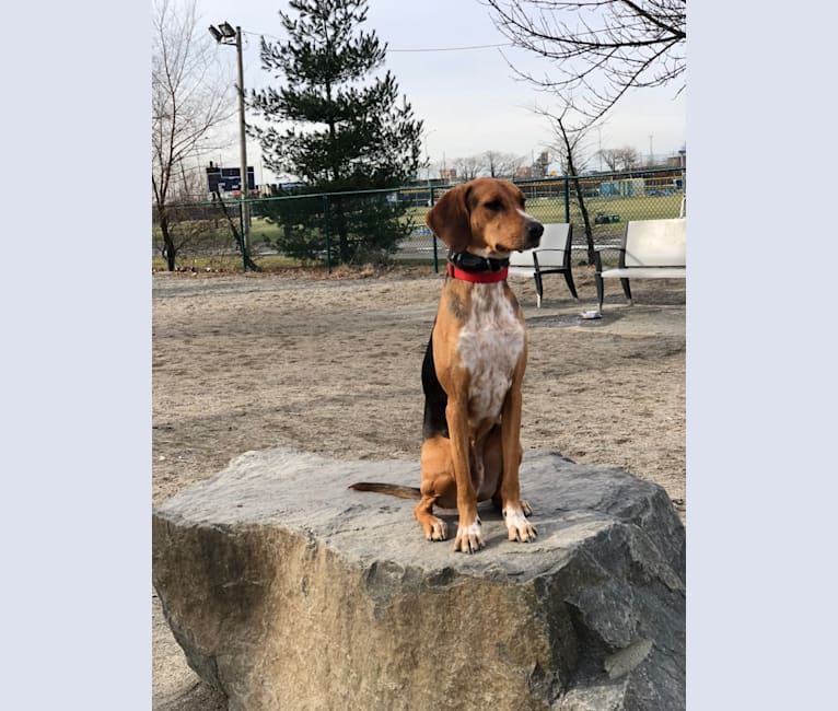 Jif, a Treeing Walker Coonhound and American Foxhound mix tested with EmbarkVet.com