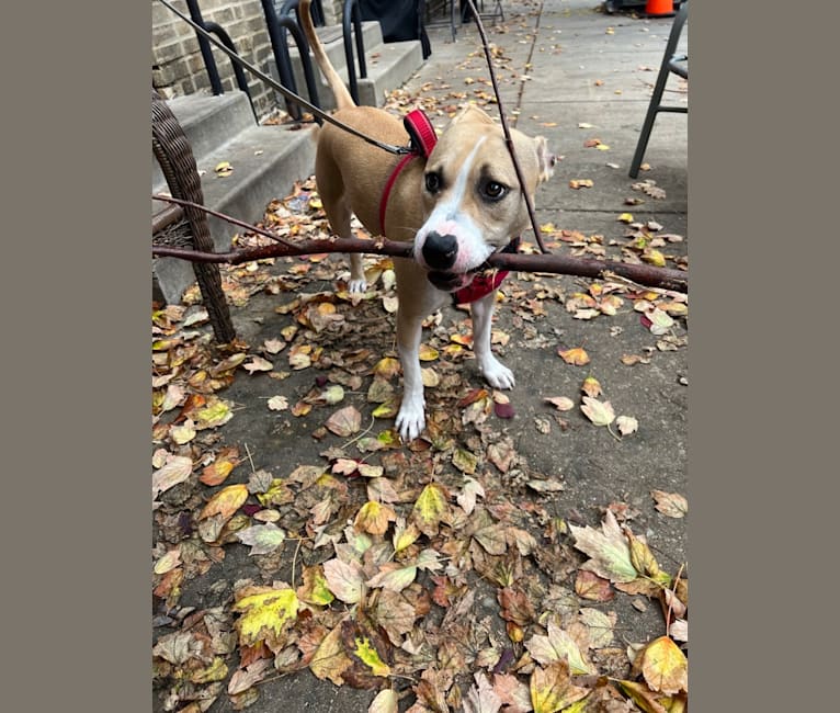 Riley, an American Pit Bull Terrier tested with EmbarkVet.com