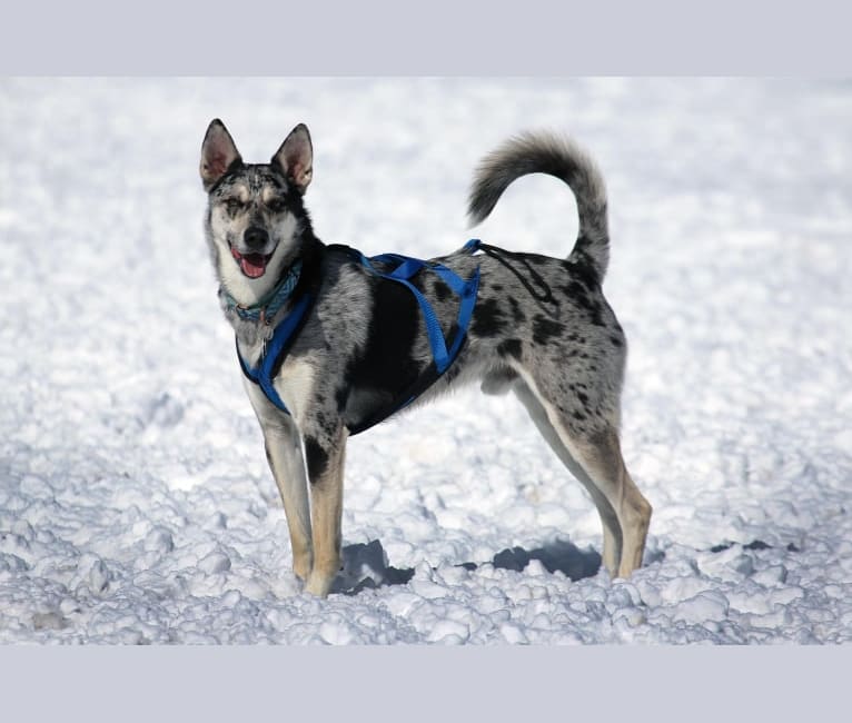 Embark Dog DNA Test Breed