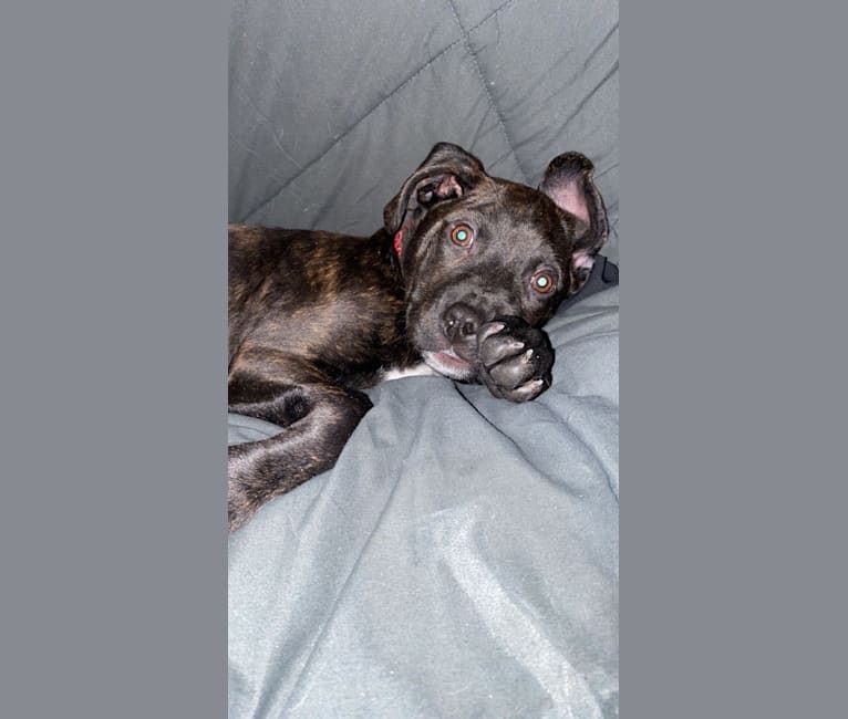 Photo of Otis, an American Pit Bull Terrier (9.4% unresolved) in Munger, Michigan, USA
