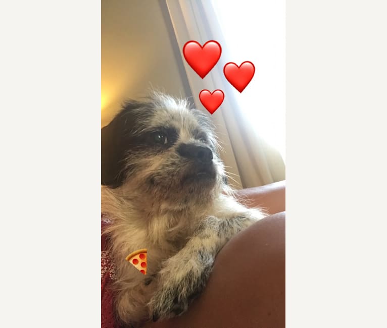 Pizza, a Shih Tzu and Dachshund mix tested with EmbarkVet.com