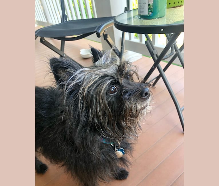 Brussels griffon cairn terrier mix online