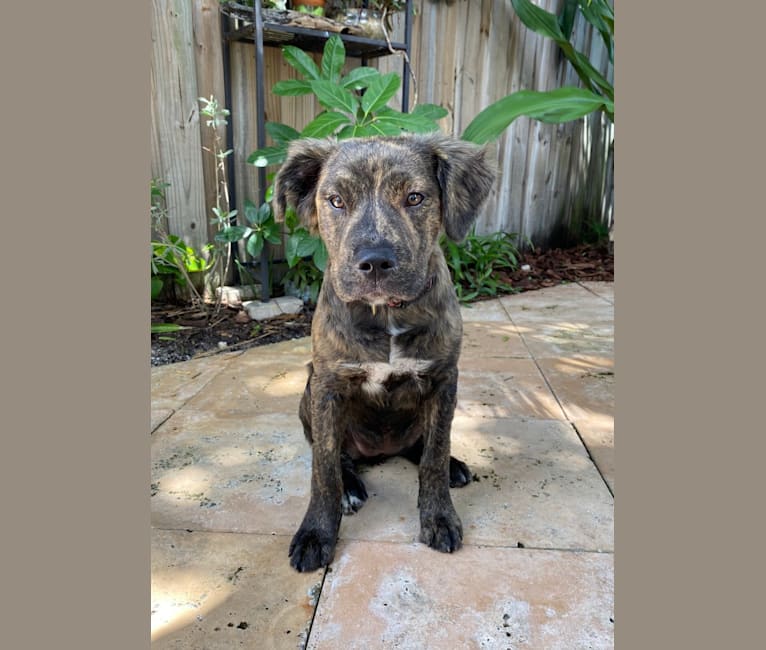 Photo of Zeta, an American Pit Bull Terrier, American Staffordshire Terrier, and Bulldog mix in Georgia