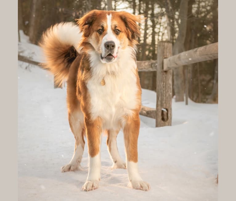 Bernard collie dog deals