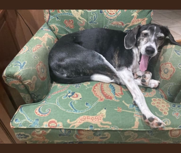 Jasper, a Mountain Cur tested with EmbarkVet.com