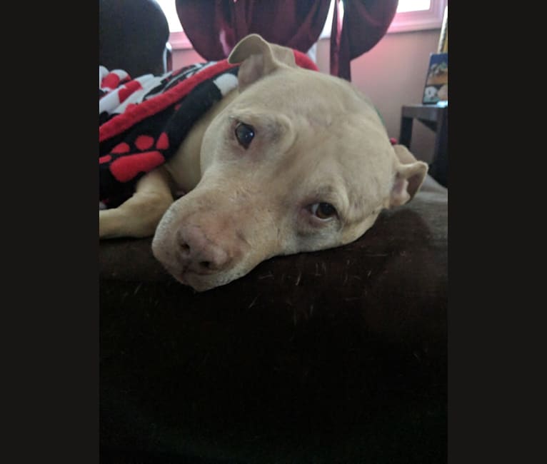 Photo of Sweetie, an American Pit Bull Terrier 