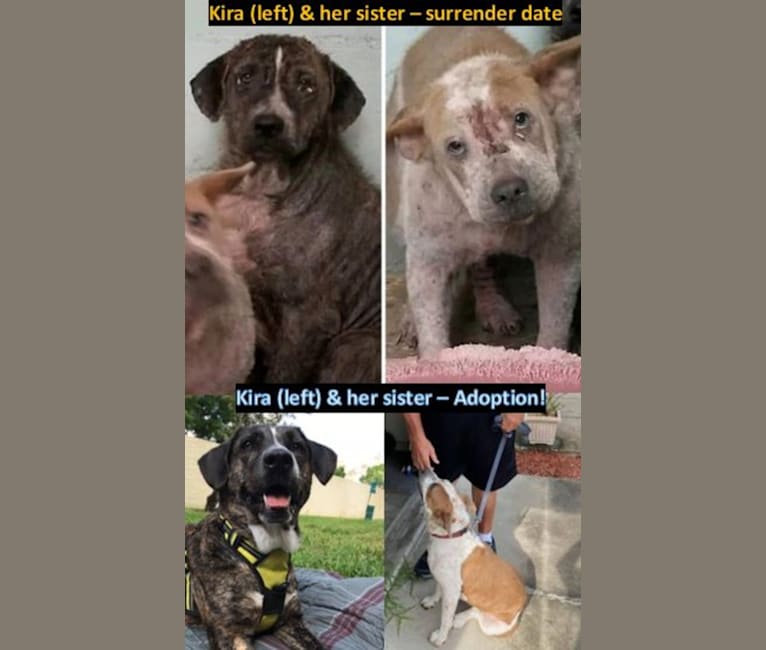 Photo of Akira, a Labrador Retriever, Australian Cattle Dog, Chow Chow, American Pit Bull Terrier, and American Bulldog mix in Eustis, Florida, USA