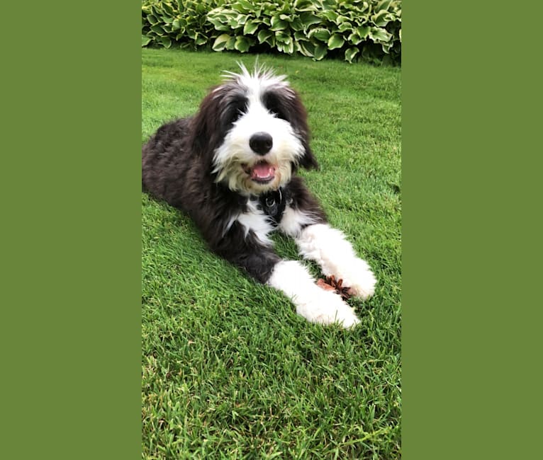 Bernese sheepdog mix shop