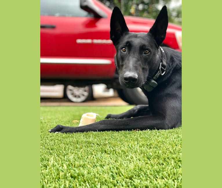 Gator, a Belgian Shepherd tested with EmbarkVet.com