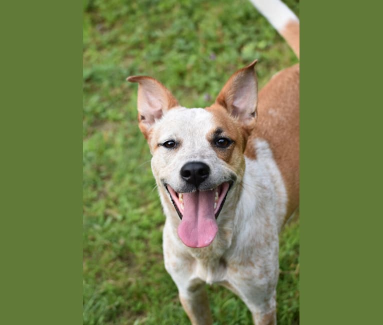 Ruby, an Australian Cattle Dog and German Shepherd Dog mix tested with EmbarkVet.com