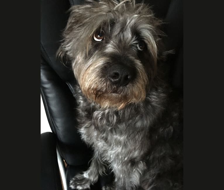 Garbage Bin, a Miniature Schnauzer and Australian Shepherd mix tested with EmbarkVet.com