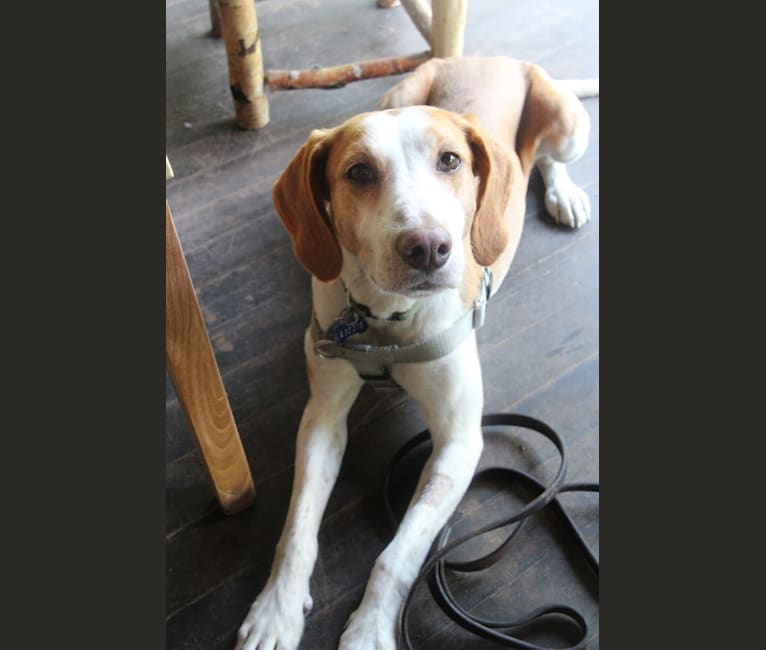 Lizzie, an American Foxhound tested with EmbarkVet.com