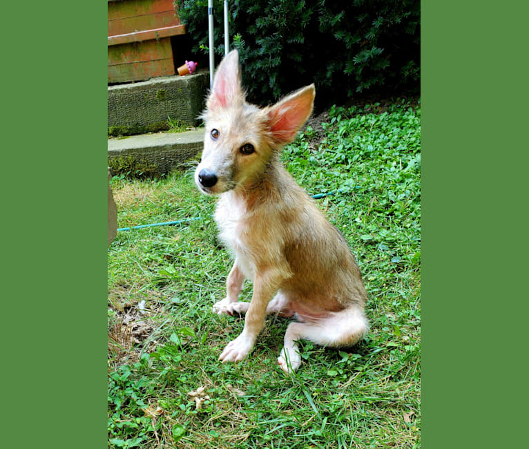 Nelson, an Arabian Village Dog tested with EmbarkVet.com