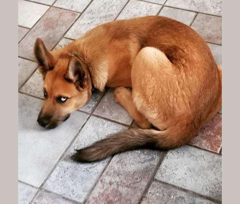 St bernard and husky mix outlet