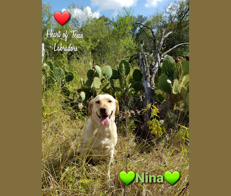 Nina, a Labrador Retriever tested with EmbarkVet.com