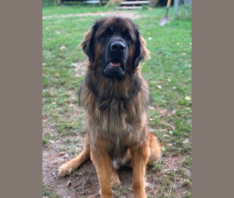 Photo of Henry, a Leonberger  in Prague, Czechia
