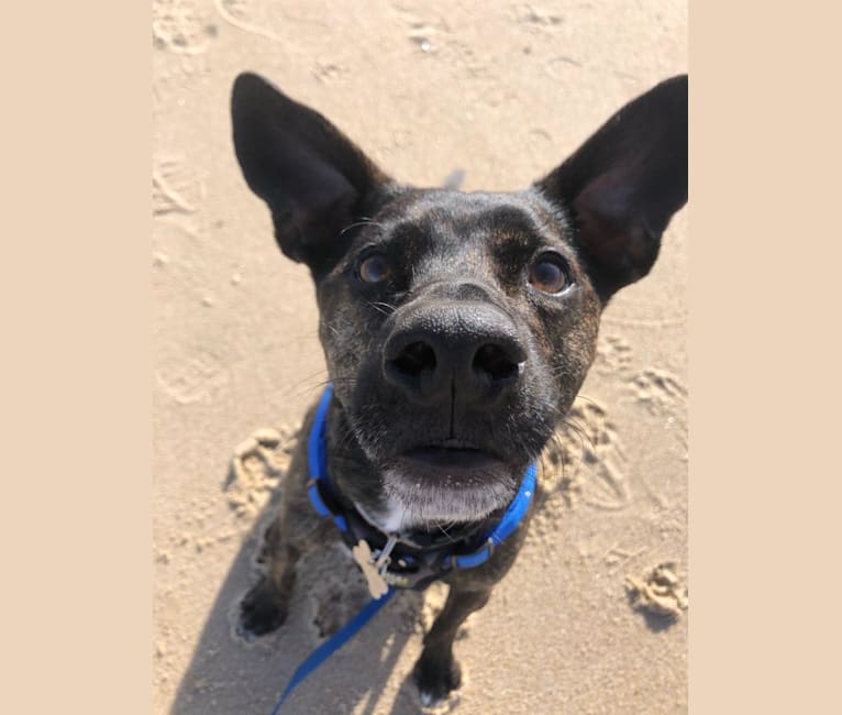 Photo of Ollie, a Rat Terrier, Labrador Retriever, Staffordshire Terrier, Mixed, and Chow Chow mix in Virginia Beach, Virginia, USA