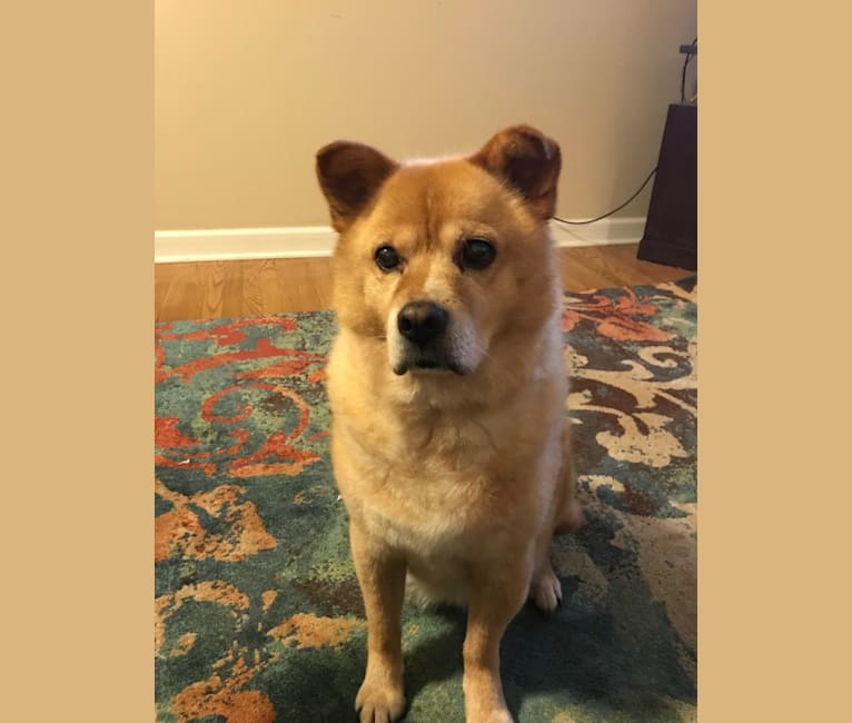 Kashmir, a Chow Chow and Russell-type Terrier mix tested with EmbarkVet.com