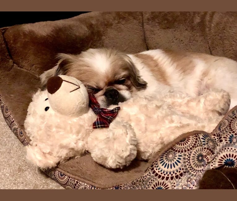 Baxter, a Pekingese and Japanese Chin mix tested with EmbarkVet.com