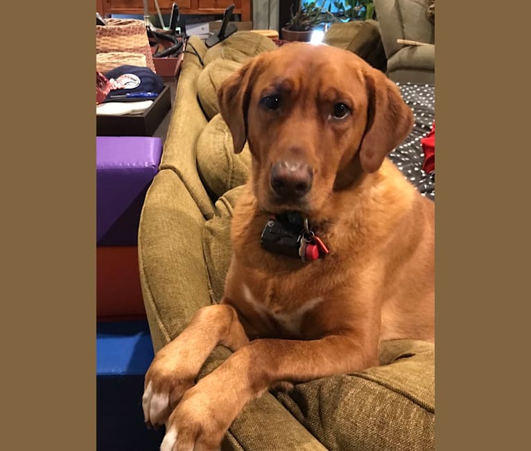 Pete, a Golden Retriever and American Foxhound mix tested with EmbarkVet.com