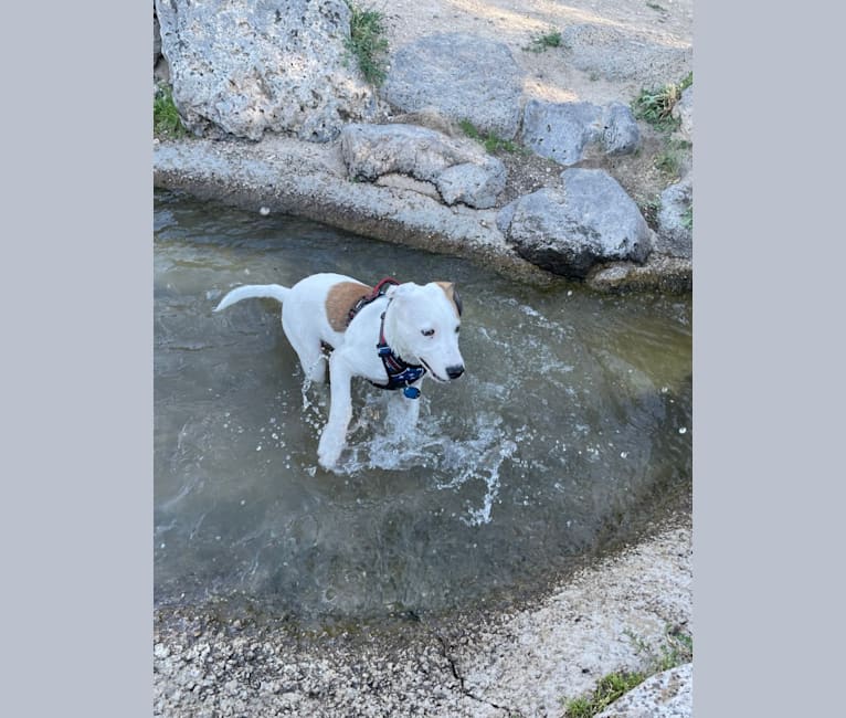 Photo of Rhett, an American Pit Bull Terrier, Labrador Retriever, and Australian Cattle Dog mix in Nampa, Idaho, USA