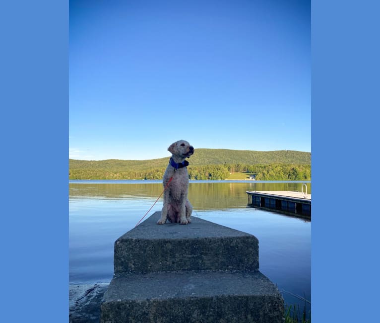 Photo of Golden Sun Shine On “Sam”, a Goldendoodle  in New Hampshire, USA