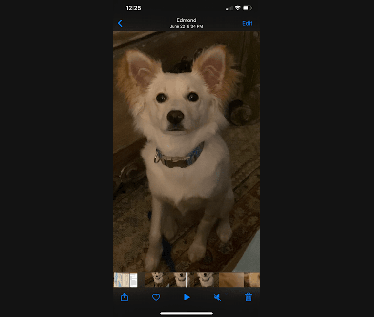 Photo of Simkah, a Chihuahua, Russell-type Terrier, Chow Chow, Yorkshire Terrier, and Mixed mix in Oklahoma, USA