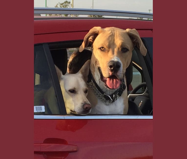 Roscoe, an American Pit Bull Terrier and German Shepherd Dog mix tested with EmbarkVet.com