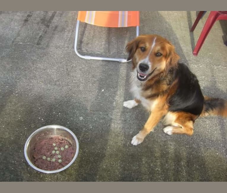 Akita, a Golden Retriever and Bernese Mountain Dog mix tested with EmbarkVet.com