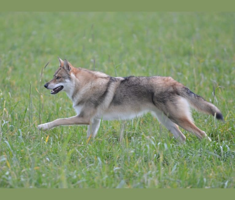 Timber, a Saarloos Wolfdog tested with EmbarkVet.com