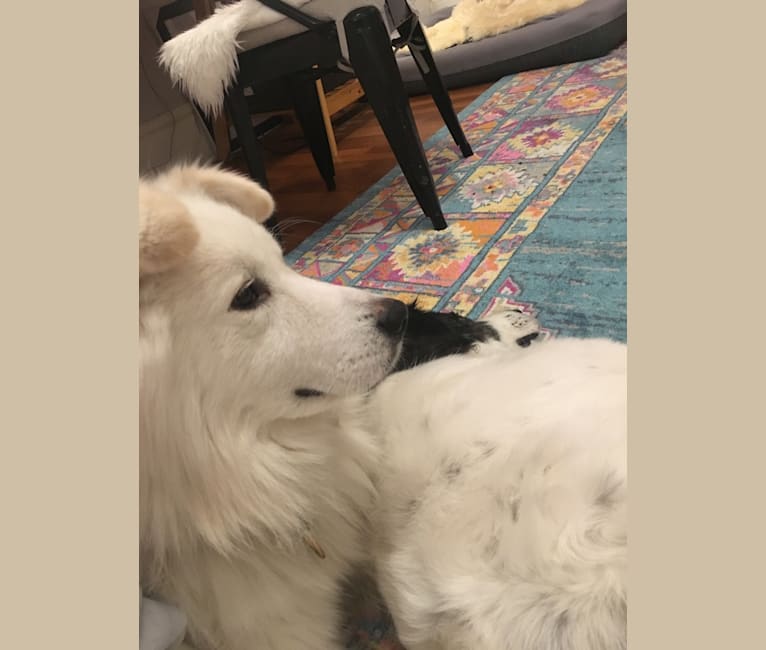 Siberian husky and great pyrenees mix top