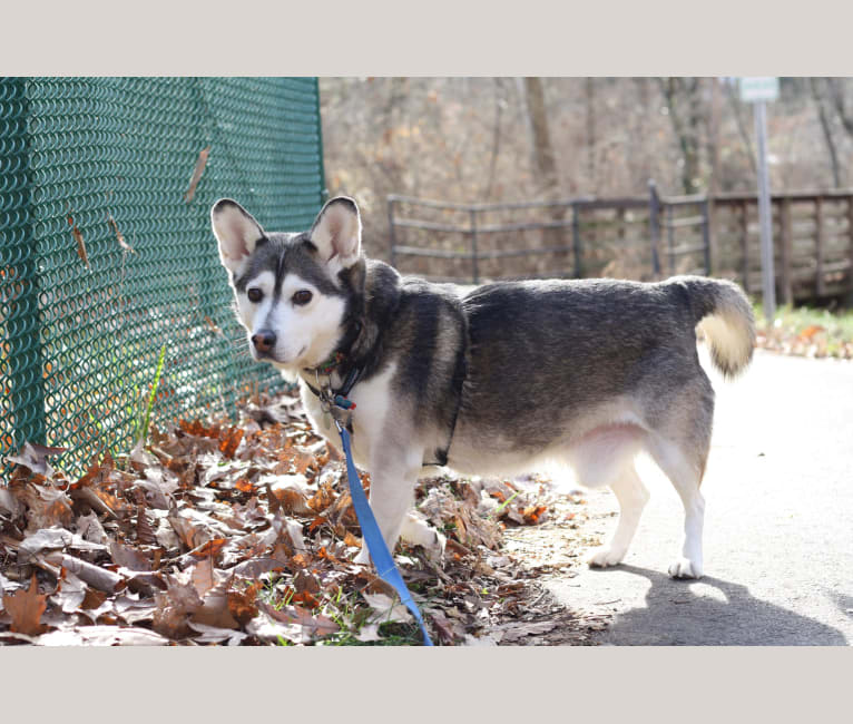 Siberian husky and beagle mix top