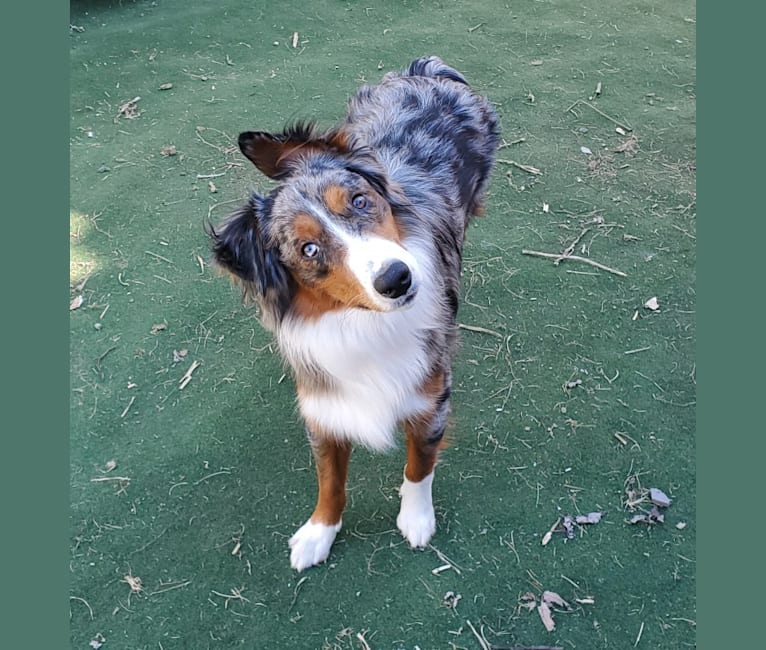 Remi, an Australian Shepherd and Border Collie mix tested with EmbarkVet.com