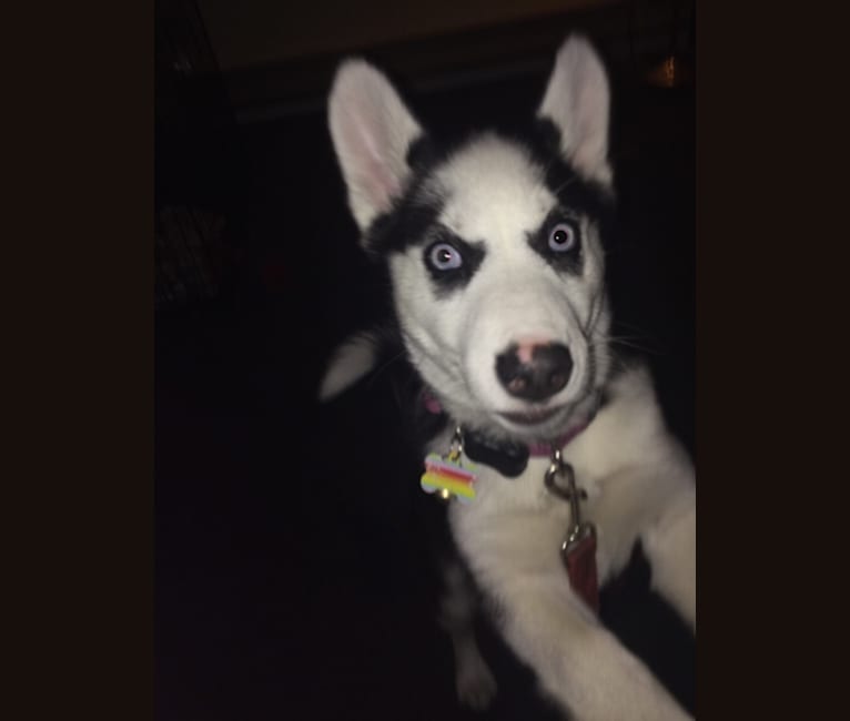 Photo of Peppermint, a Siberian Husky  in Surrey, British Columbia, Canada