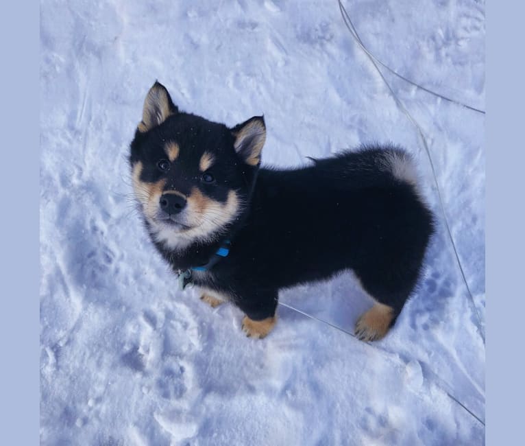 Photo of Haru, a Shiba Inu  in Minnesota, USA