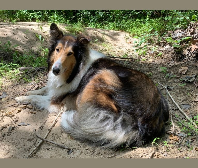 Photo of Gordon, a Collie  in Maryland, USA