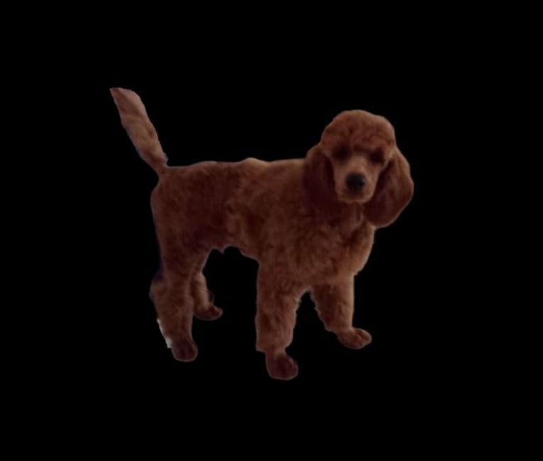 ZEBI, a Poodle (Small) tested with EmbarkVet.com